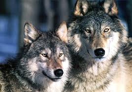 Image result for wolves
