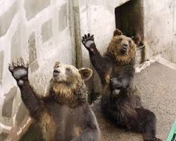 登別クマ牧場の画像
