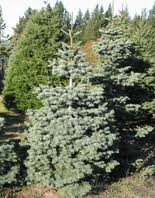 Image result for Shasta red fir