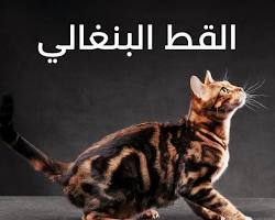 صورة قط بنغالي
