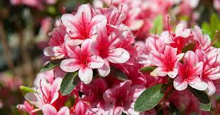 Image result for Azalea azaleas