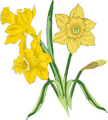 Image result for free clip art flowers daffodils