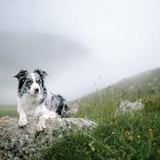 hund
