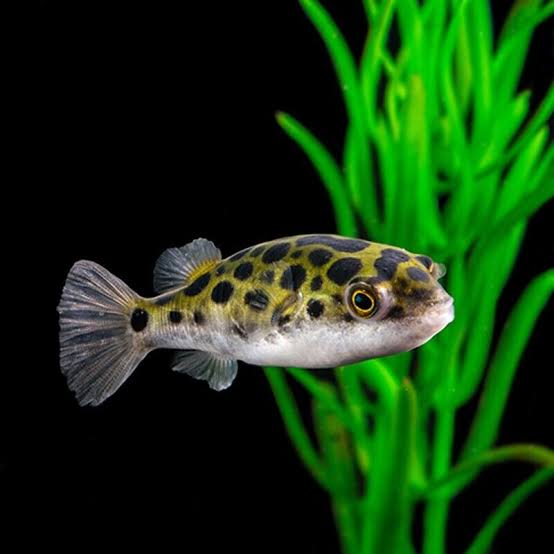 10 x Green Spotted Puffers | Dichotomyctere Nigroviridis | Tetraodon  Nigrovirid. | eBay