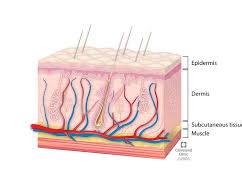 صورة skin layers