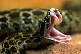 Can a snake bite through your boots?
