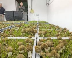 Image of Grow Morel Mushrooms Indoors