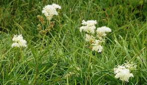 Imagini pentru imagini cretusca