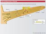 Actin Bundles - Molecular and Cellular Biophysics