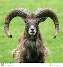 Image result for GOAT
