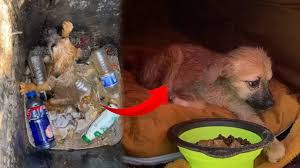 The Dog Was Abandoned In The Swill Bucket By Its Owner ...