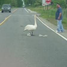 Trumpeter Swan traffic jam! All cars stopped to let the ...