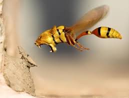 Famous quotes about &#39;Wasp&#39; - QuotationOf . COM via Relatably.com