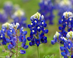 Image of Bluebonnet Wildflower