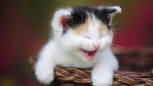 Image result for cat