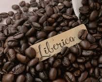 Liberica coffee beansの画像