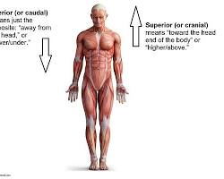 Image of Inferior anatomy