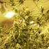 Council committee OKs growing pot in Cincinnati