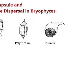 Image of Spore dispersal in bryophytes