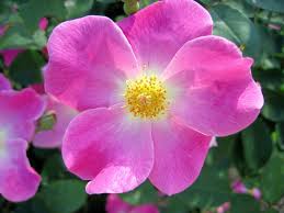 Image result for nearly wild rose