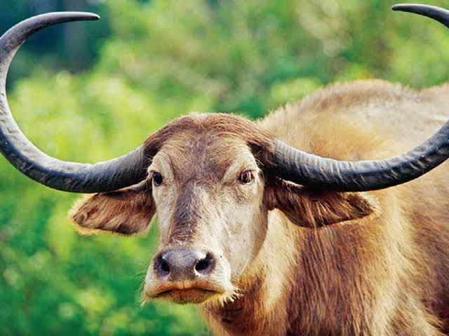 Fate of Wild Water Buffaloes now depends on 13-year-old surviving adult female Asha - The Economic Times