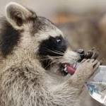  Disease sometimes confused for rabies spreading among Toronto raccoons: Officials