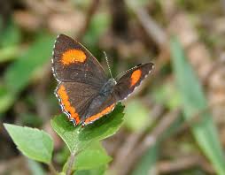 Picture of Heliophorus