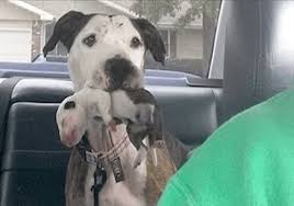 From Abandonment to Hope: The Journey of a Resilient Dog – New and Tips