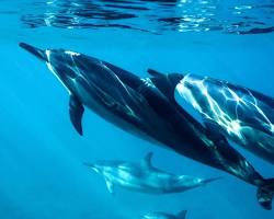 Dolphins in Maldives