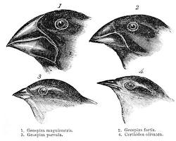 Immagine di Darwin's finches