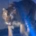 The mystery of the tiger roaming in metro Atlanta has been solved