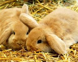 rabbit eating hayの画像