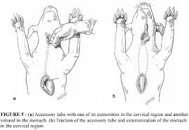Image result for simple continuous suture pattern