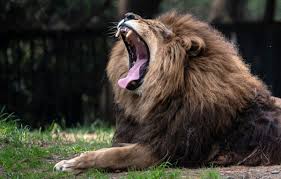Choquant! Un Zoo Danois Demande des Animaux... Pour Nourrir les Félins!