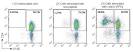 T cell activation assay