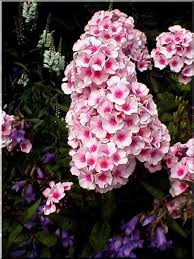 Znalezione obrazy dla zapytania floks wiechowaty