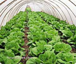 GREENHOUSE VEGETABLES ile ilgili görsel sonucu