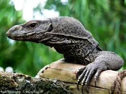 Résultats de recherche d'images pour « lizards sold as pets »