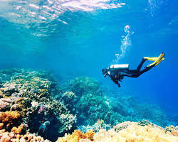 Scuba diver exploring a vibrant coral reef in Cambodia