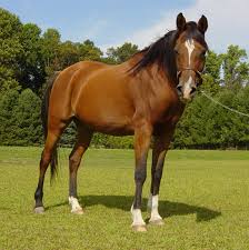 Image result for HORSE