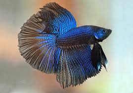 images?q=tbn:ANd9GcRNdb_GN8Sug7P4mgUJFXkJtylVM4MG9OJl6KwIoyUD_s7H7WLrOxju7-uR