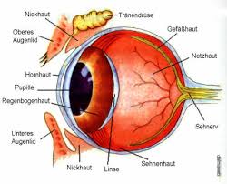 Bildergebnis für augen bilder