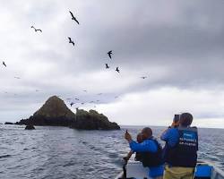Imagen de Observación de aves en la isla Gorgona