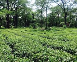 Image of Kangra Tea Gardens, Dharamshala