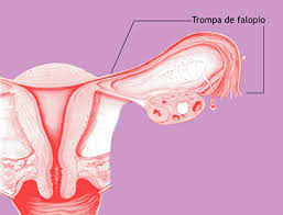 Resultado de imagen para trompas de falopio anatomia