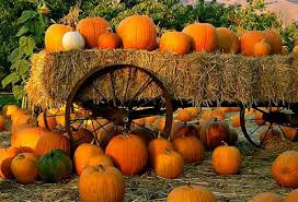 Image result for pumpkin images