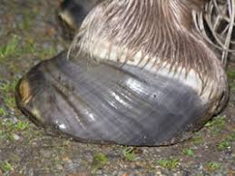 Image result for caballos con laminitis