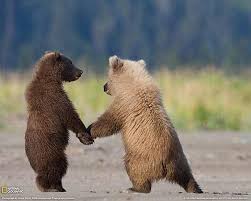 Image result for animals acting like humans