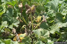 nematode in cucumber ile ilgili görsel sonucu