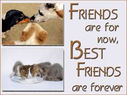 Crazy Friend Quotes And Sayings. QuotesGram via Relatably.com